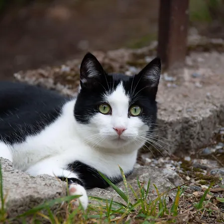 酒店 Waldhaus Wolfsbachmuehle