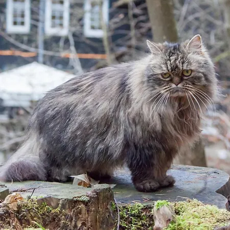 Waldhaus Wolfsbachmuehle 酒店